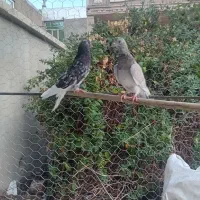 کبوتر هما سرور