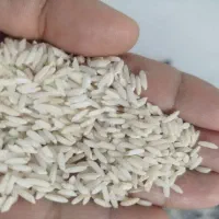 برنج طارم هاشمی اصل