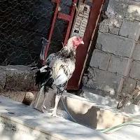 خروس لاری|حیوانات مزرعه|سراوان, |دیوار