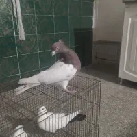 گوره کله ای|پرنده|بروجرد, |دیوار