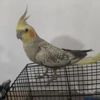 جفت عروس هلندی با 4 جوجه