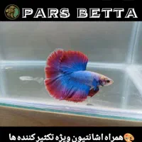 ماهی فایتر و لوازم تکثیر|ماهی|فردیس, شهرک راه آهن|دیوار