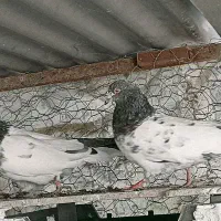 کله دم سبز|پرنده|لالجین, |دیوار