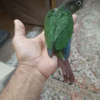 پرورش تخصصی انواع پرندگان(توضیحات مهم)