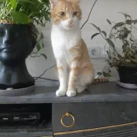 اشغال گوشت برای سگ و گربه