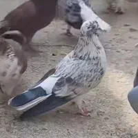 نر گم کردم شبیه عکس