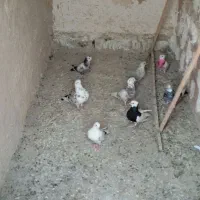 کفتر‌پرشی
