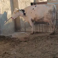 مرکزی کمیجان میلاجرد روستایی مهدیه آباد