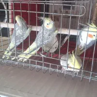 عروس هلندی|پرنده|وحیدیه, |دیوار