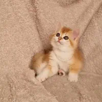 گربه اسکاتیش اصل بریتانیایی