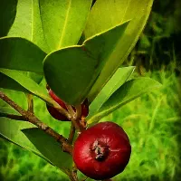 نیازمند همکاری نیروی کار در گلخانه