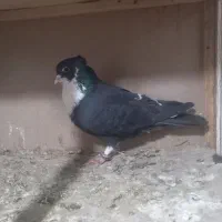 کفتر  معاوضه با 15تا کفتر تهرانی هم دارم