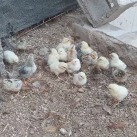 جوجه محلی ۷ روزه|حیوانات مزرعه|امیدیه, |دیوار