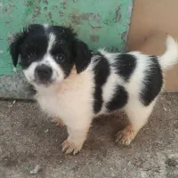 واگذارسگ خونگی شیتزو مالتیژ (سگ پاکوتاه و پشمالو)