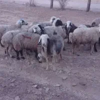 1۸راس میش داشتی|حیوانات مزرعه|شیراز, کرونی(خاتونک)|دیوار