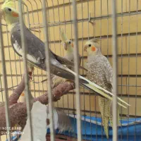 عروس هلندی