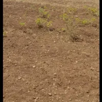 زمین مسکونی  زمین فروشی|فروش زمین و ملک کلنگی|نورآباد, |دیوار