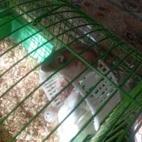 بچه همستر|موش و خرگوش|قزوین, |دیوار