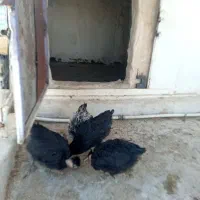 پرنده