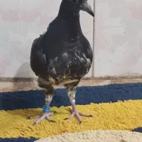 جوجه بزک و چنتا دیگه