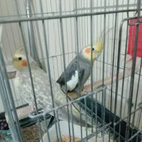 عروس هلندی