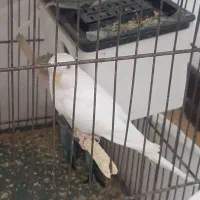 مرغ عشق جوان|پرنده|قم, پردیسان|دیوار