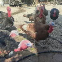 فروش بوقلمون محلی|حیوانات مزرعه|قلعه شاهین, |دیوار