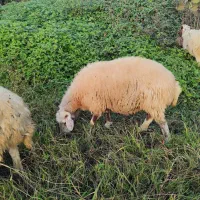 گوسفند نژاد دار آبستن(بالاترین کیفیت)|حیوانات مزرعه|رشت, جانبازان|دیوار