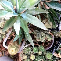 گل های آپارتمانی وکاکتوس های زیبا بفروش میرسد|گل و گیاه طبیعی|زرقان, |دیوار