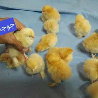 جوجه مرغ زینتی (گلین لری وبرهماوکوشین وآیسباراصل)|حیوانات مزرعه|سیاهکل, |دیوار