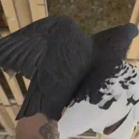 نرو ماده بی عیب گل رنگی