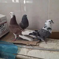 کبوتر حسابی