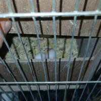 معاوضه با کفتر|پرنده|اسفرورین, |دیوار