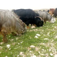 فروش بز|حیوانات مزرعه|بهبهان, |دیوار