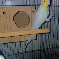 عروس هلندی نر