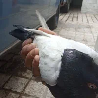 سینه سیاه نر