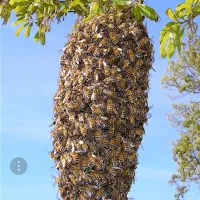 خرید وفروش بچه زنبور