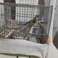 دوعدد سهره نر شلاقی دورگه|پرنده|بجنورد, |دیوار