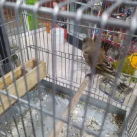 فروش سه عدد سهره قناری