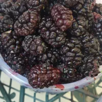 شاتوت تازه چین
