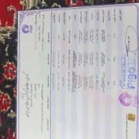 کبوتر مسافتی|پرنده|سبزوار, ابارش|دیوار