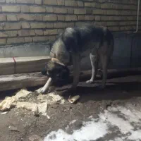 سگ گله|سگ|قره پشتلو, |دیوار