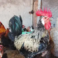 خروس ،قوغاز ،بوقلمون