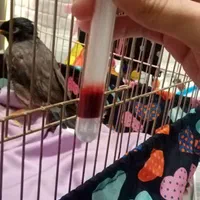 دامپزشک پرندگان غرب تهران