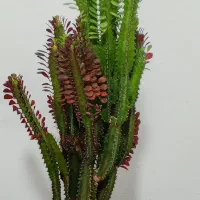 فروشگاه گل|گل و گیاه طبیعی|لوشان, |دیوار