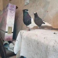 کبوتر مست مست به شرط دوری|پرنده|شوشتر, |دیوار