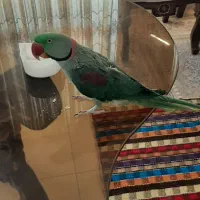 شاه طوطی|پرنده|صدرا-فارس, فاز ۱|دیوار