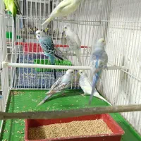 پرنده سرای کاردینال|پرنده|شیراز, گل سرخ|دیوار