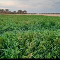 اجاره ۱۰ هکتار زمین کشاورزی آب شیرین هندوانه