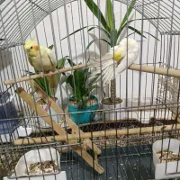 عروس هلندی|پرنده|فردیس, شهرک ۱۱۰|دیوار